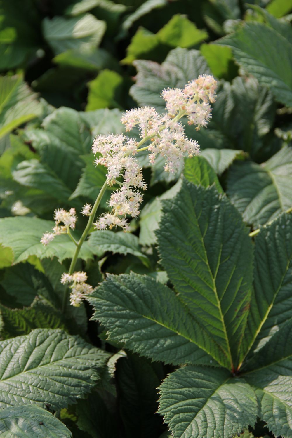 Rodgersia aesculifolia Kastanienblättriges Schaublatt