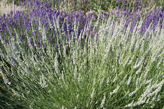 Lavandula angustifolia 'Alba' Weißblühender Garten-Lavendel