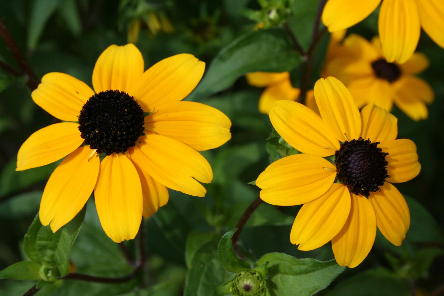 Rudbeckia triloba Dreilappiger Sonnenhut