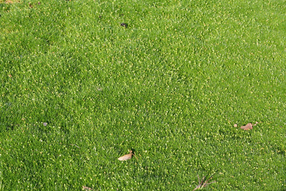 Sagina subulata (Pfriemen-Mastkraut)