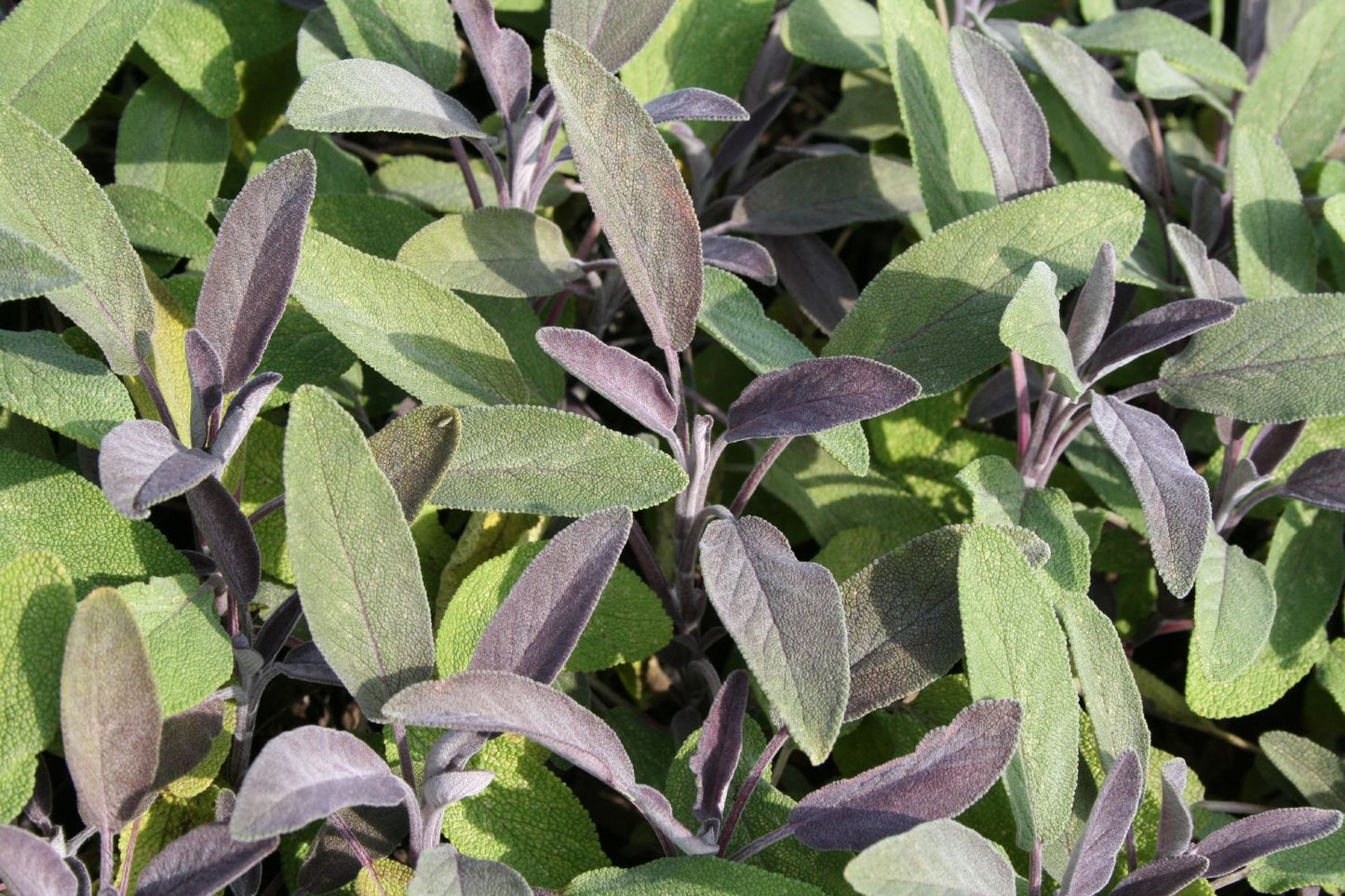 Salvia officinalis 'Purpurascens' Garten-Salbei