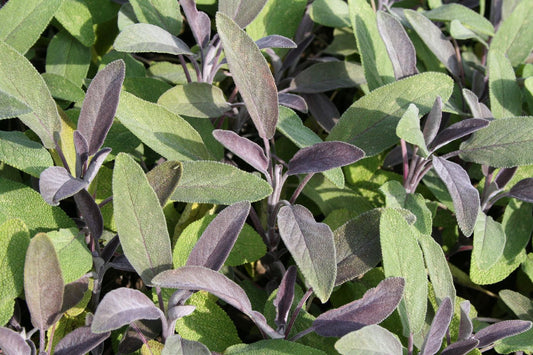 Salvia officinalis 'Purpurascens' Garten-Salbei