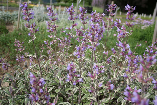 Salvia officinalis 'Tricolor' Dreifarbiger Garten-Salbei