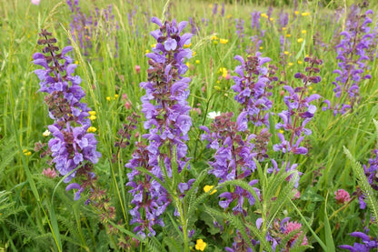 Salvia pratensis Wiesen-Salbei