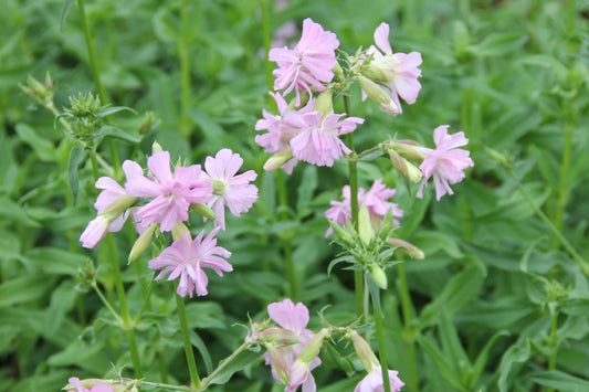 Saponaria officinalis 'Rosea Plena' Gefülltblühendes Seifenkraut