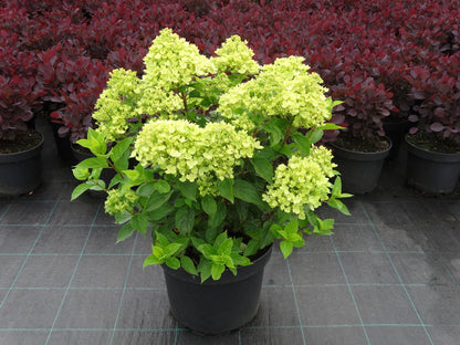 Hydrangea paniculata 'Little Lime' Rispenhortensie