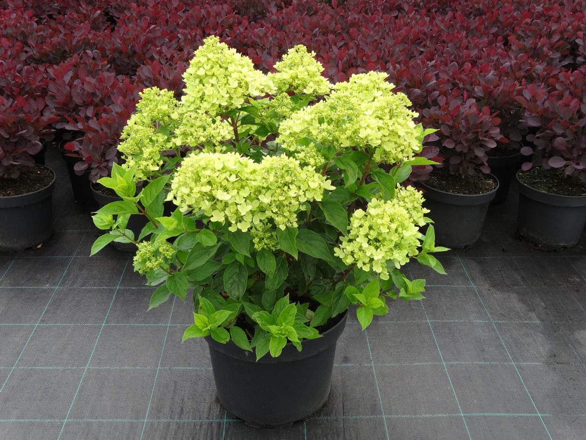 Hydrangea Paniculata Little Lime Rispenhortensie hydrangea-paniculata-little-lime-rispenhortensie