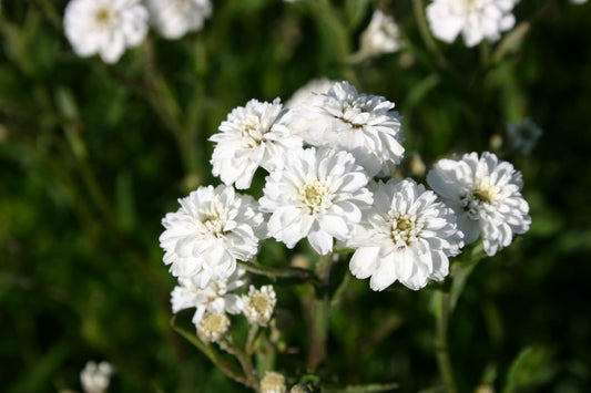 Achillea ptarmica 'The Pearl' Garten-Bertrams-Garbe