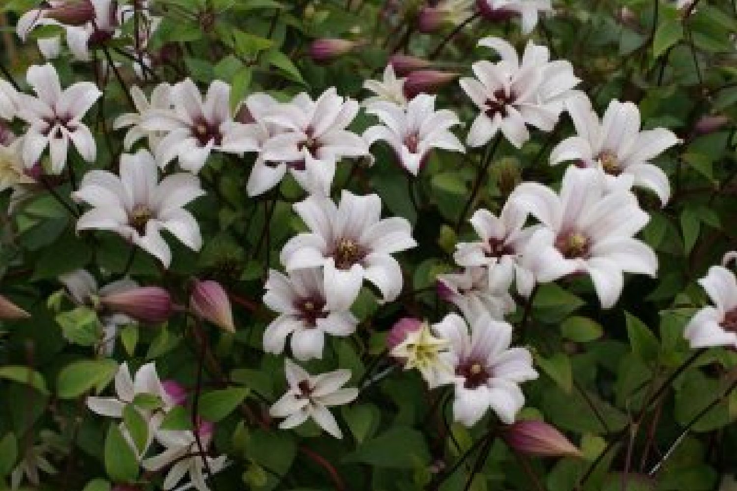 Clematis 'Princess Kate' ® Waldrebe