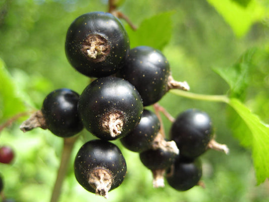 Ribes nigrum 'Kieroyal' Schwarze Johannisbeere