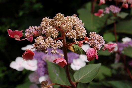 Hydrangea aspera 'Hot Chocolate' ® Japanhortensie | Samthortensie