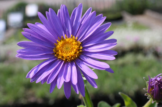 Aster alpinus 'Dunkle Schöne' Niedrige Gartenaster