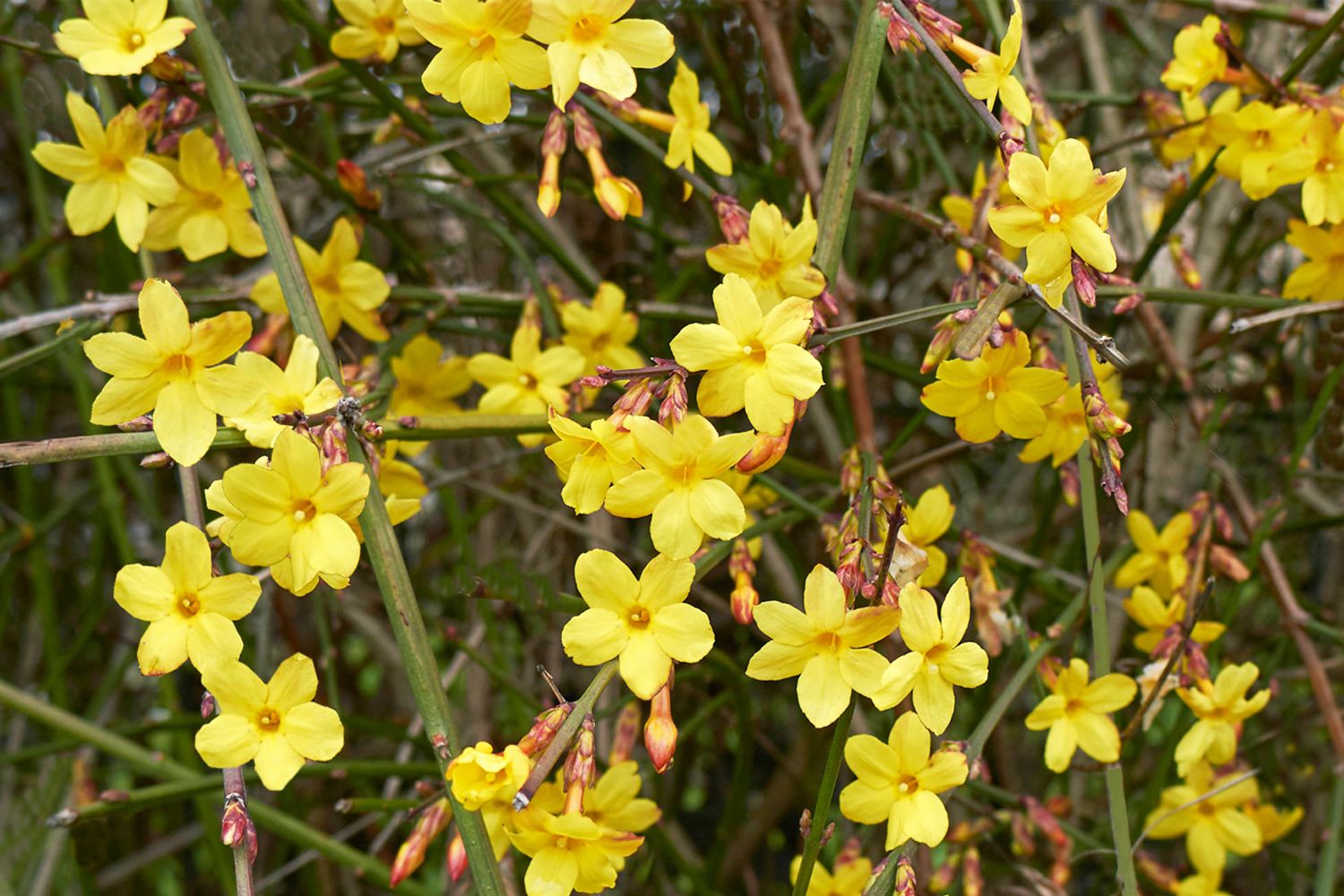 Jasminum nudiflorum Echter Winter-Jasmin