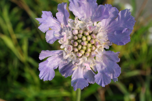 Scabiosa caucasica 'Kompliment' Große Garten-Skabiose