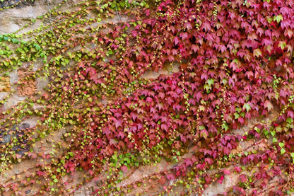 Parthenocissus tricuspidata 'Veitchii' (Jungfernrebe)