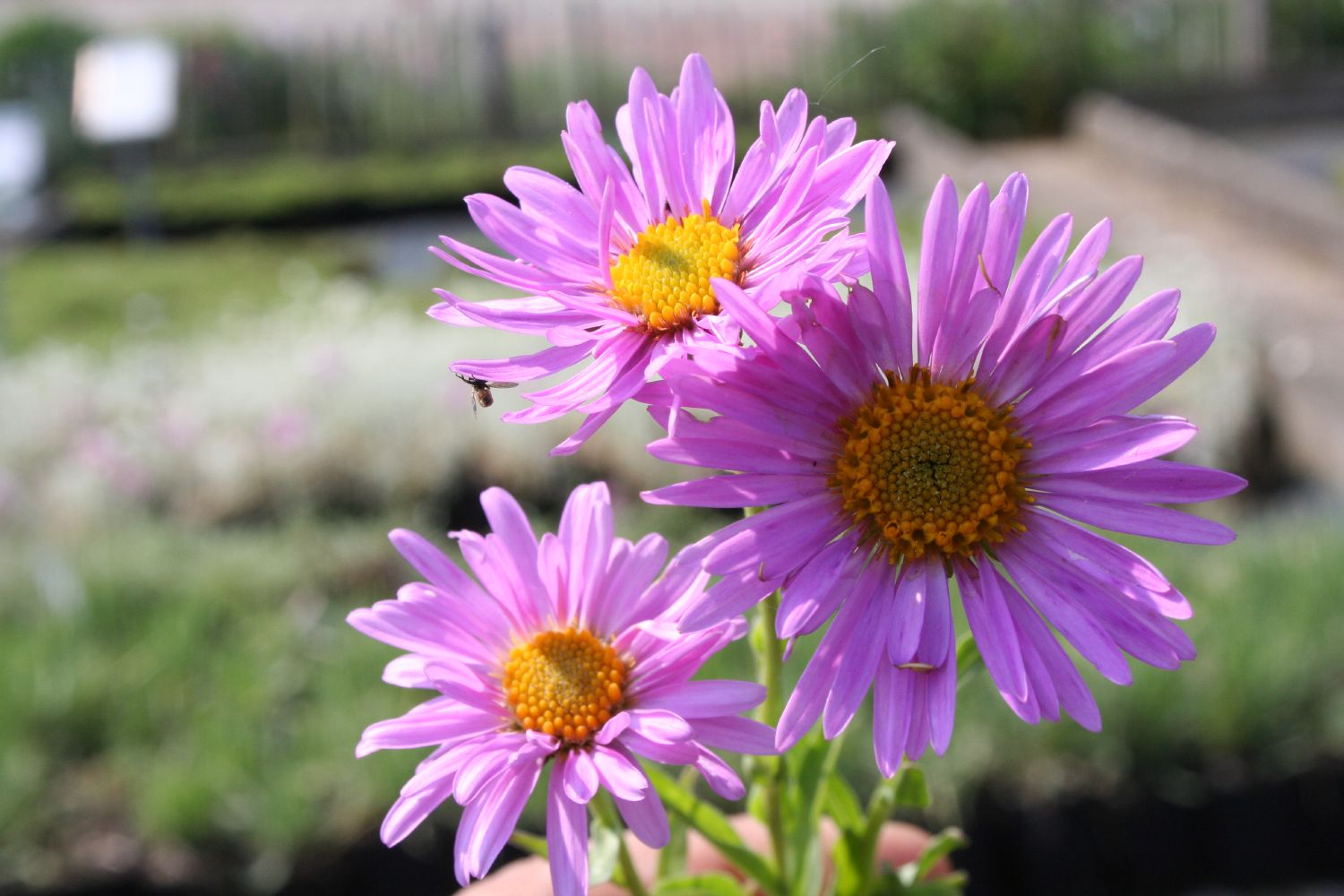 Aster alpinus 'Happy End' Alpenaster