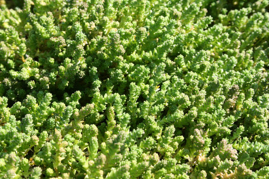 Sedum acre Scharfer Mauerpfeffer