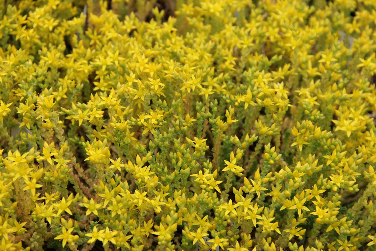 Sedum acre (Scharfer Mauerpfeffer)