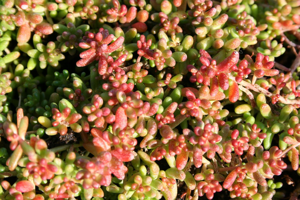 Sedum album 'Coral Carpet' Garten-Rotmoos-Mauerpfeffer
