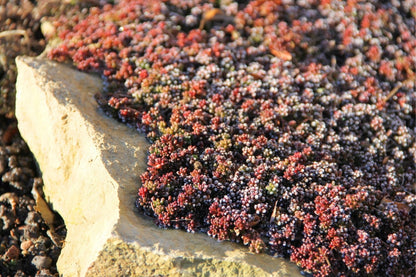 Sedum album 'Coral Carpet' (Garten-Rotmoos-Mauerpfeffer)