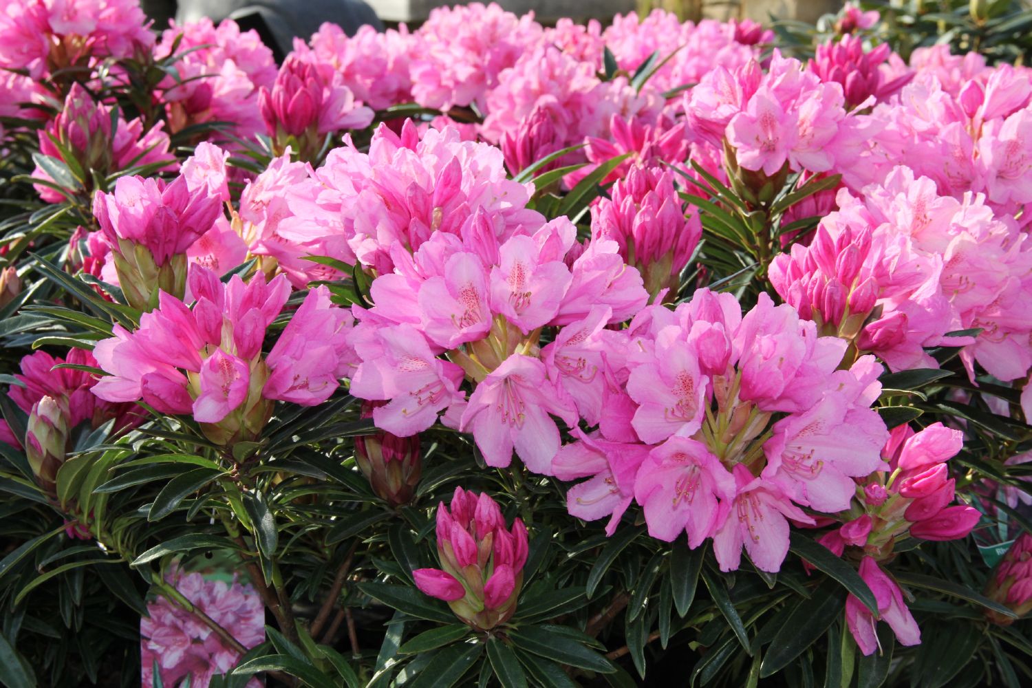 Rhododendron ponticum 'Graziella' Azalee
