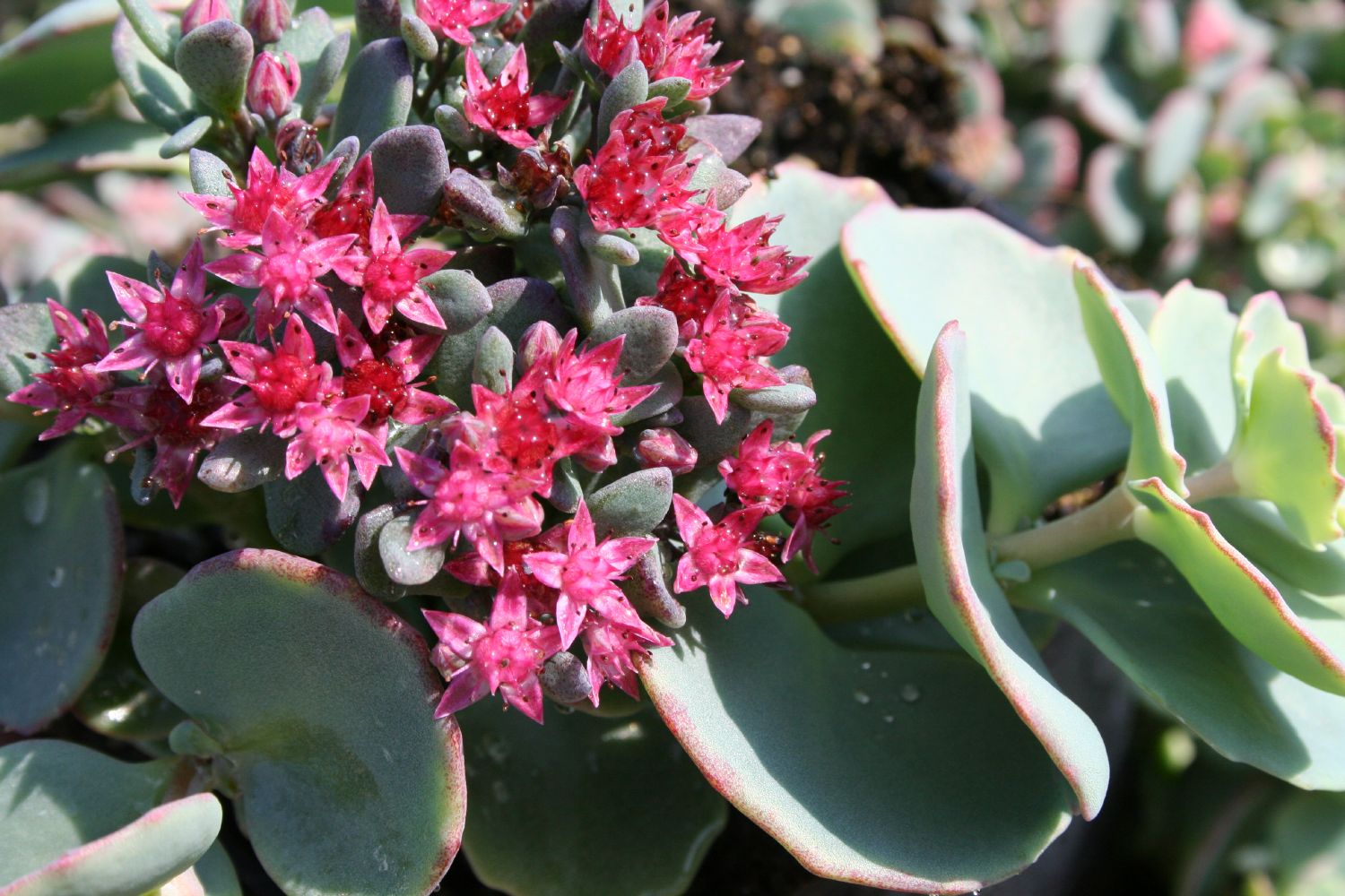 Sedum sieboldii Siebolds Fetthenne