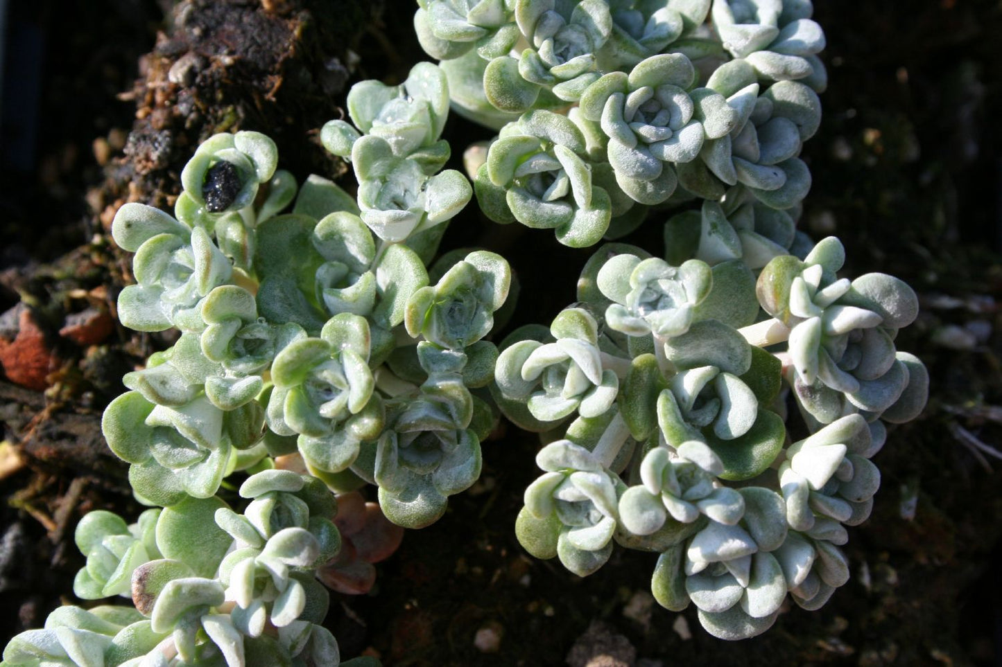 Sedum spathulifolium 'Cape Blanco' (Spatelblättrige Garten-Fetthenne)