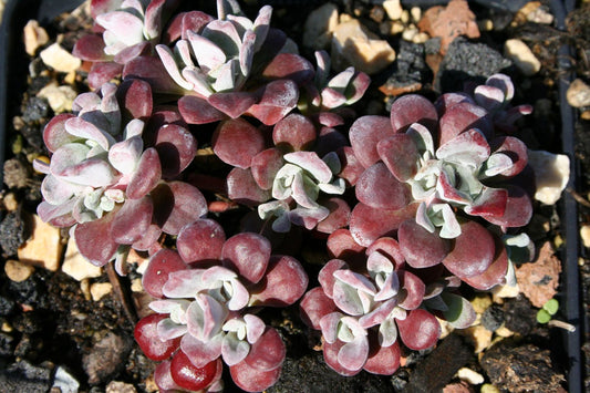 Sedum spathulifolium 'Purpureum' Spatelblättrige Garten-Fetthenne