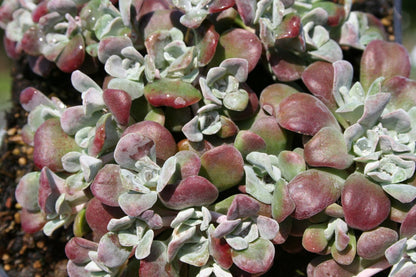 Sedum spathulifolium 'Purpureum' (Spatelblättrige Garten-Fetthenne)