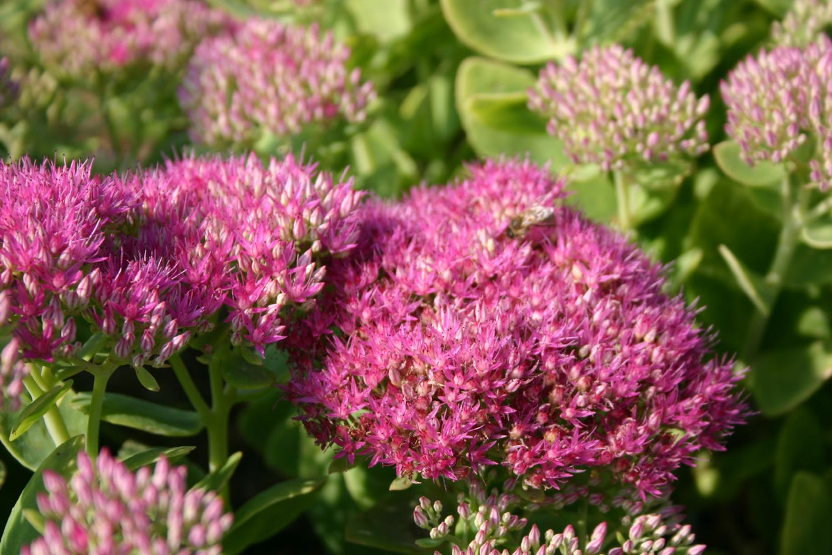 Sedum spectabile 'Carmen' Prächtige Garten-Fetthenne