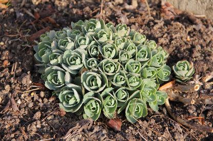 Sedum spectabile 'Carmen' (Prächtige Garten-Fetthenne)