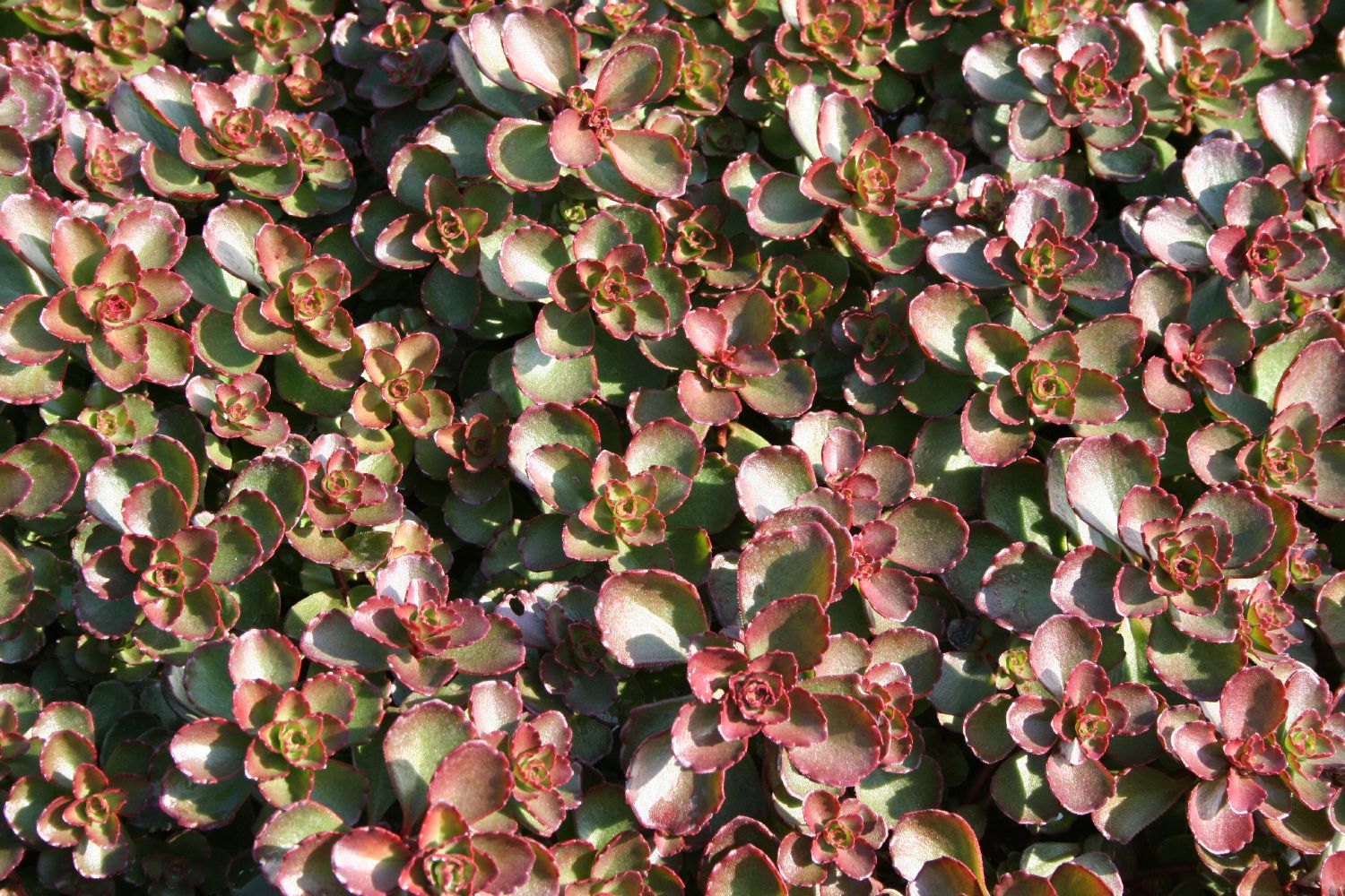 Sedum spurium 'Fuldaglut' Teppich-Fetthenne
