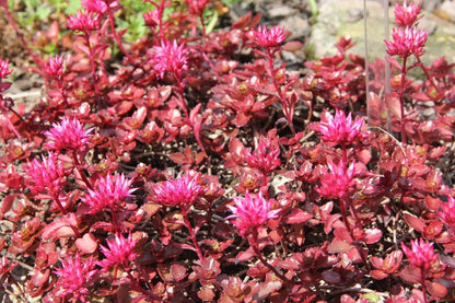 Sedum spurium 'Fuldaglut' Teppich-Fetthenne
