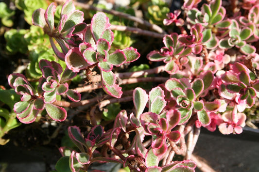 Sedum spurium 'Tricolor' Garten-Teppich-Fetthenne