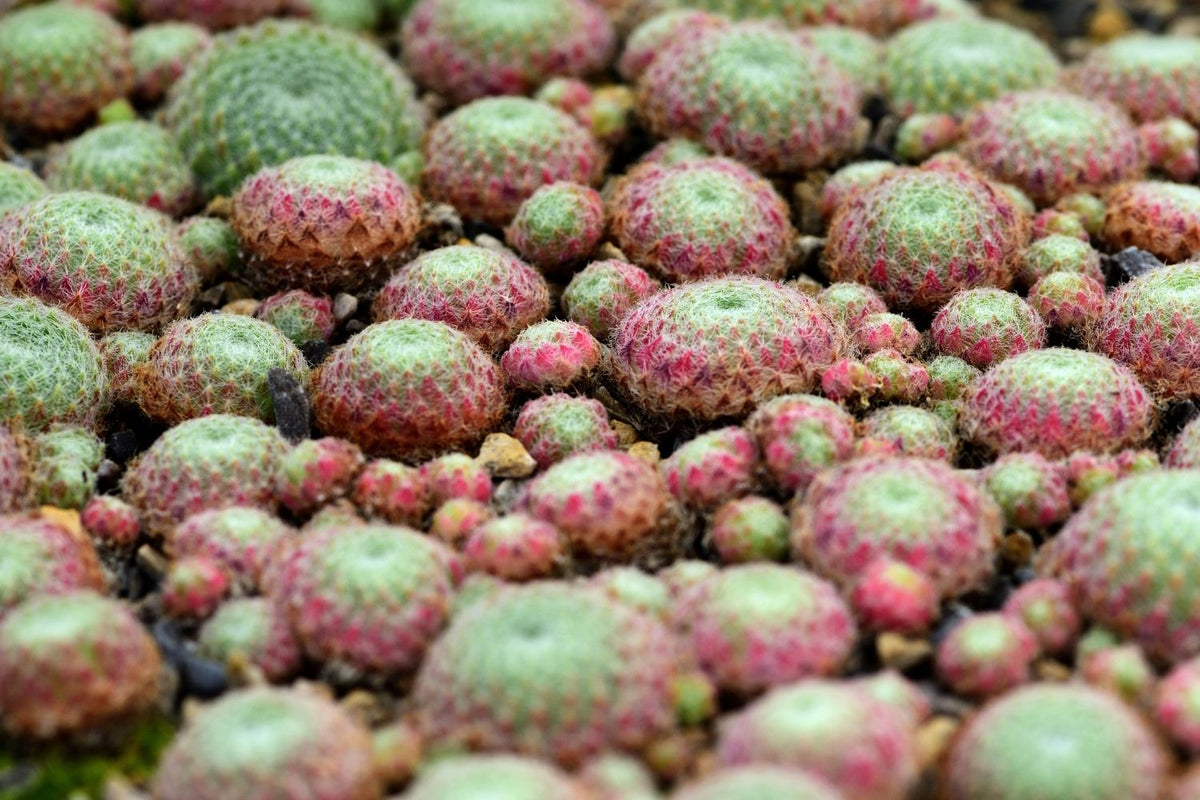 Sempervivum ciliosum 'Borisii' Bewimperte Kugel-Steinrose