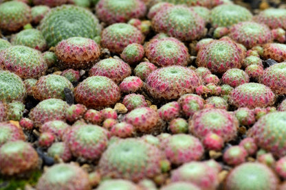 Sempervivum ciliosum 'Borisii' Bewimperte Kugel-Steinrose