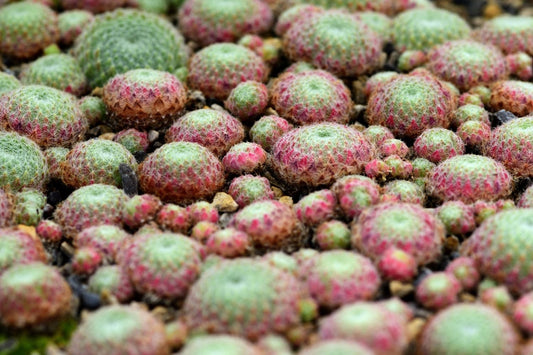 Sempervivum ciliosum 'Borisii' Bewimperte Kugel-Steinrose