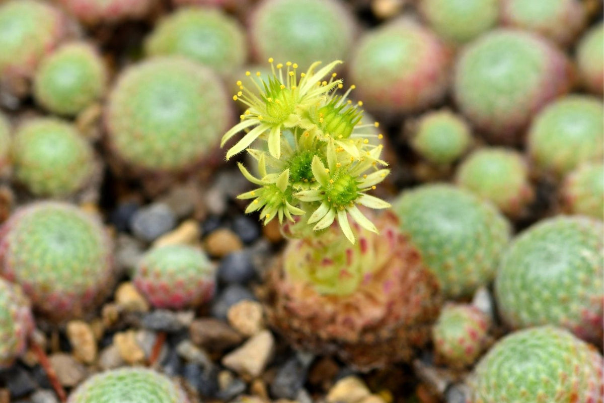 Sempervivum ciliosum 'Borisii' (Bewimperte Kugel-Steinrose)