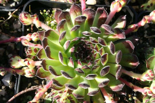 Sempervivum montanum ssp. stiriacum Steirische Berg-Steinrose