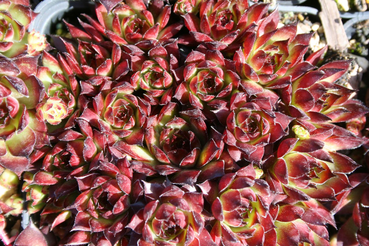 Sempervivum 'Bronco' Garten-Hauswurz