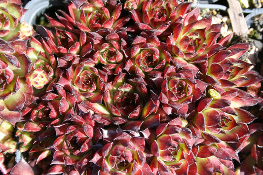 Sempervivum 'Bronco' Garten-Hauswurz