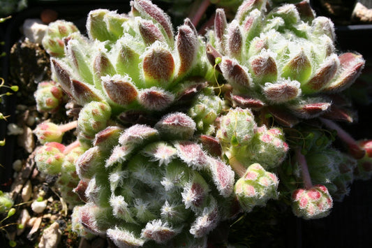 Sempervivum 'Shirley's Joy' Garten-Hauswurz