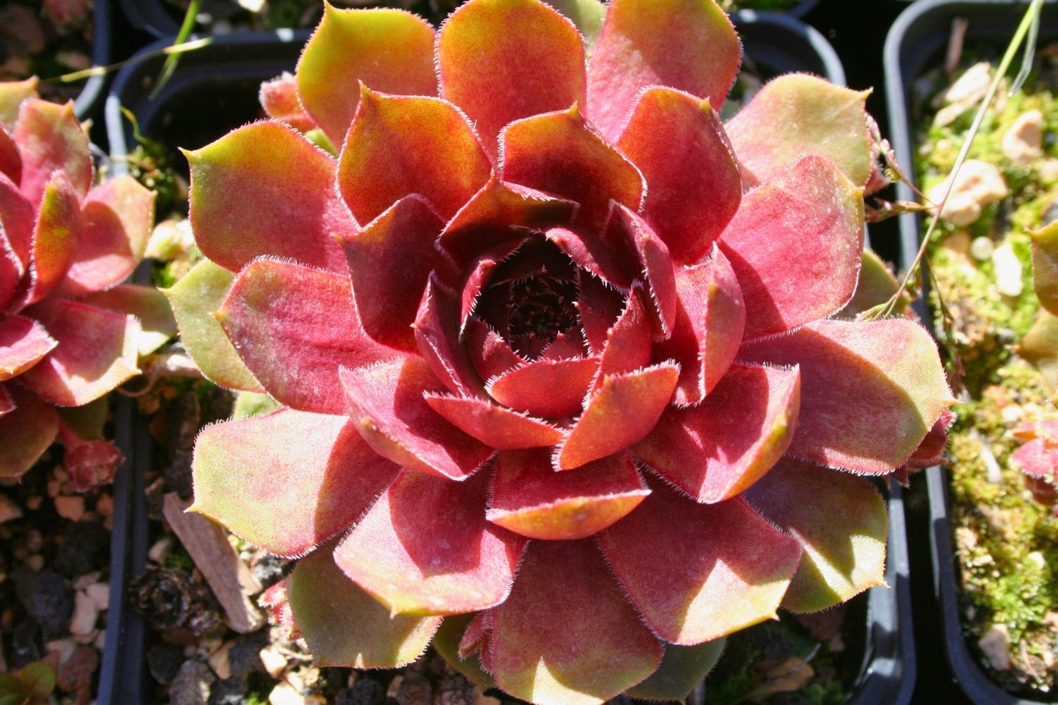 Sempervivum 'Smaragd' Garten-Steinrose