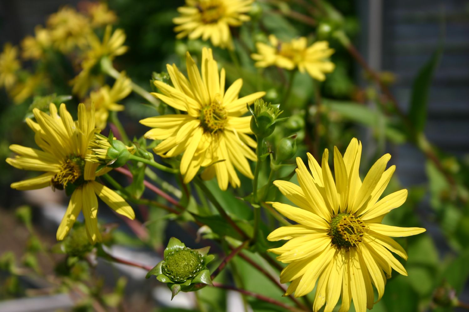 Silphium perfoliatum Verwachsenblättrige Becherpflanze