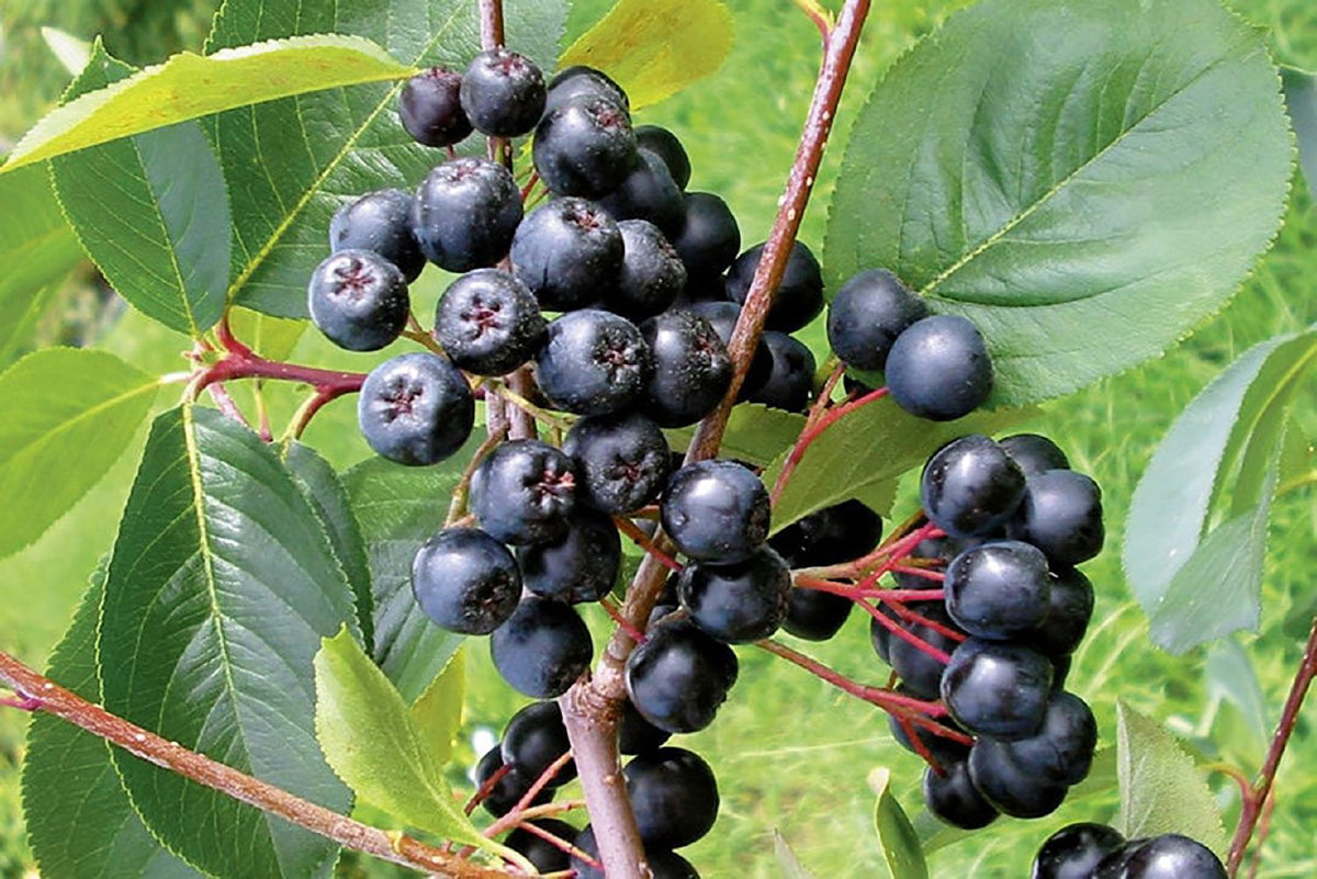 Aronia melanocarpa 'Viking' (Apfelbeere) - C 5 60- 100