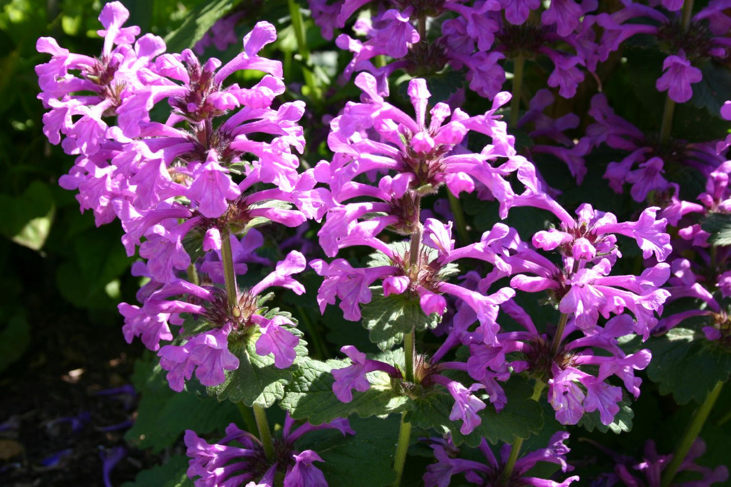 Stachys grandiflora 'Superba' (Großblütiger Garten-Ziest)