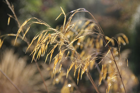 Stipa gigantea Riesen-Federgras