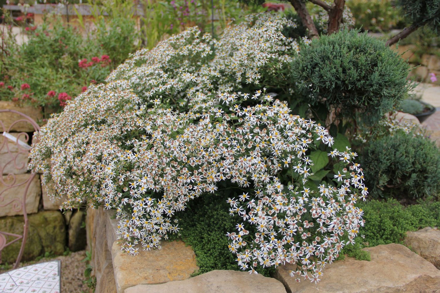 Aster divaricatus (Sperrige Aster)