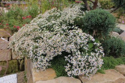 Aster divaricatus (Sperrige Aster)