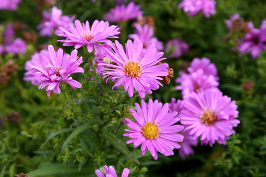 Aster dumosus 'Heinz Richard' Kissen-Aster